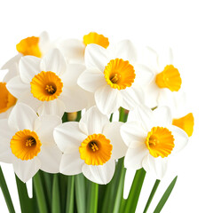 Obraz premium A vibrant bouquet of white daffodils featuring bright yellow trumpet-shaped centers and lush green stems, showcasing the elegance and freshness of spring blooms