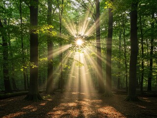 Sunbeams streaming through lush green forest canopy