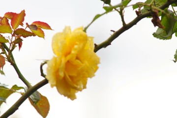 yellow flowers on a branch