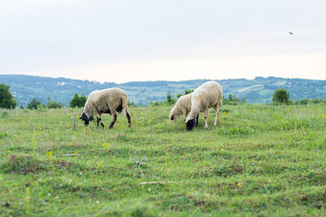 Obraz premium A trio of sheep graze contentedly in a lush green field under a partly cloudy sky.