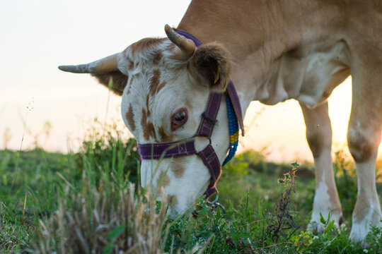 Close-up of a cow grazing in a green field during a serene sunset with soft light.