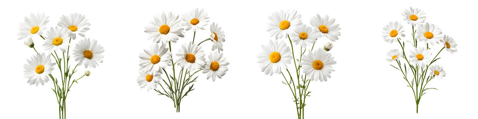 Obraz premium Charming, fresh white daisies in a variety of arrangements, showcasing delicate petals and vibrant centers, perfect for adding elegance to any bouquet or floral design