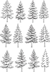 Fototapeta premium Ink & Quill: A Coniferous Collection