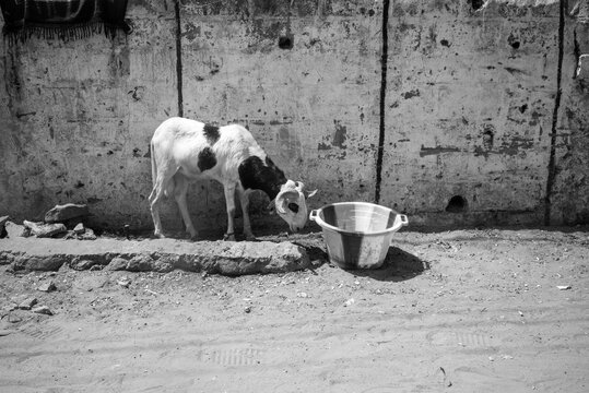 des moutons en vente pour la f&ecirc;te du mouton dans une rue de Dakar au S&eacute;n&eacute;gal en Afrique