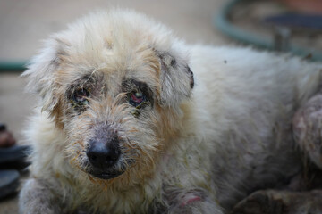 Abandoned dog suffers from skin disease