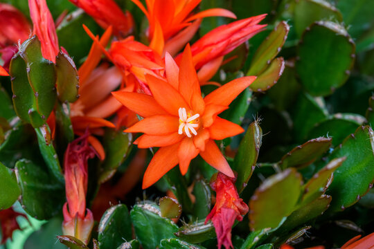 Detailed close-up photo of a red Christmas Cactus (Hatiora gaertneri) flower in bloom