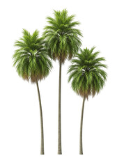 palm tree isolated on white