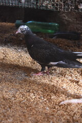 A dark-feathered pigeon with a striking white head pattern stands on a bed of wood shavings, its...
