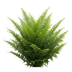fern leaf isolated on white