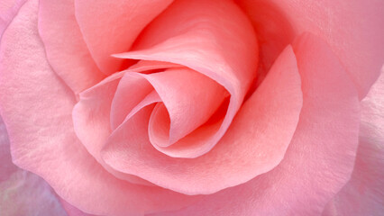 Blurred for background.With every curve, the peach color rose’s petals create a spiral of soft beauty and calm.