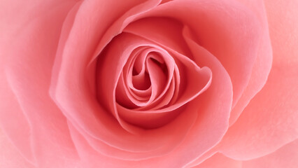 Blurred for background.A close-up reveals the intricate folds of the rose, each peach petal whispering beauty.