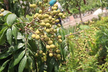 Longan fruit on tree in farm