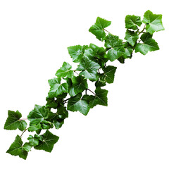 Bush grape or three-leaved wild vine cayratia (Cayratia trifolia) liana ivy plant bush, nature frame jungle border isolated on white background.png