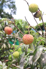 lychee plant on farm for sell