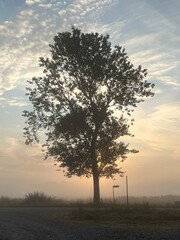 Obraz premium tree in the fog