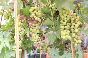 Grape on tree in farm for harvest