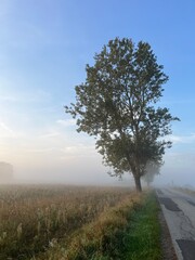 lonely tree in the fog