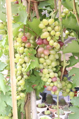 Grape on tree in farm for harvest