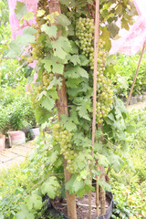 Grape on tree in farm for harvest