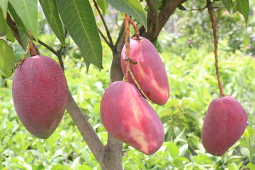 mango on tree in farm for sell