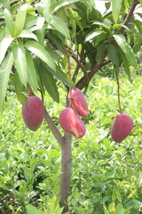 mango on tree in farm for sell