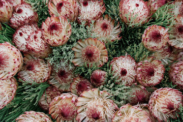 Fototapeta premium red and green protea cynaroides plant flowers, floral background 