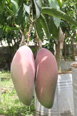 mango on tree in farm for sell