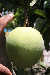 mango on tree in farm for sell