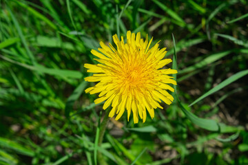 Dandelion Taraxacum officinale grows in the wild in spring