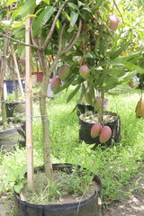 mango on tree in farm for sell
