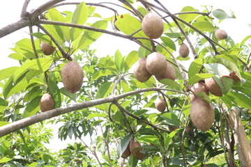 Sapodilla on tree in farm for harvest