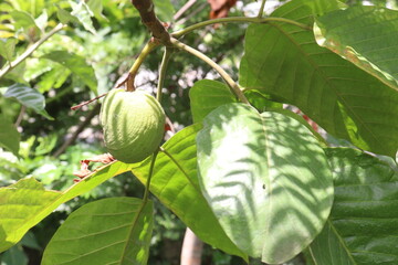 Santol in tree on farm are cash crops