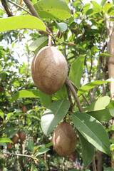 Sapodilla on tree in farm for harvest