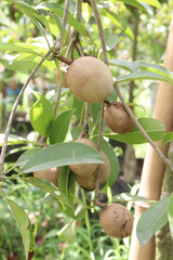 Sapodilla on tree in farm for harvest
