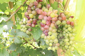 Grape on tree in farm for harvest
