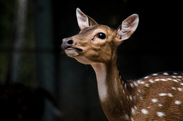 Deer in the autumn forest with a black background