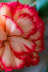 Wildflowers. Poppies