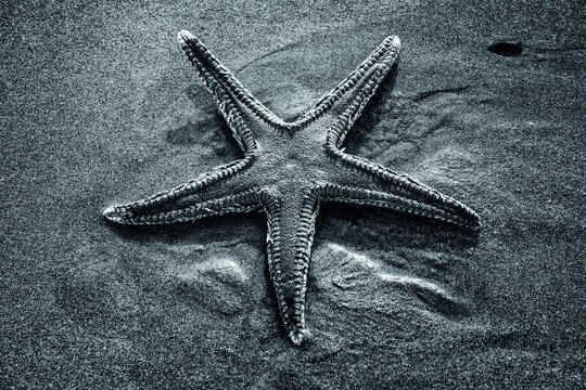 Estrela do mar