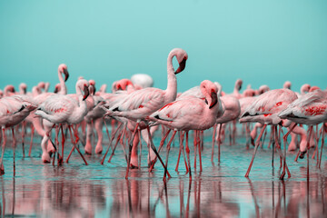 Real photo of two pink flamingos standing together by a calm lake under a clear blue sky. A peaceful wildlife scene perfect for nature, travel, and bird-themed projects.