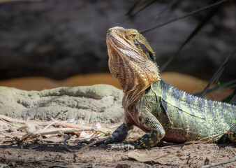 Portrait of an Australian Water Dragon
