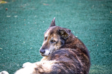 Old stray dog. Abandoned dog, sad look. Street animal idea concept. Alone. No people, nobody. Horizontal photo.