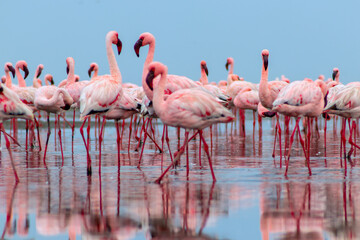 Obraz premium Real photo of two pink flamingos standing together by a calm lake under a clear blue sky. A peaceful wildlife scene perfect for nature, travel, and bird-themed projects.