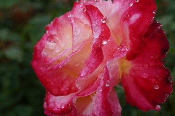 雨に濡れたダブルディライト