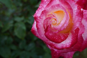 雨に濡れたダブルディライト