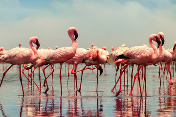 Real photo of two pink flamingos standing together by a calm lake under a clear blue sky. A peaceful wildlife scene perfect for nature, travel, and bird-themed projects.