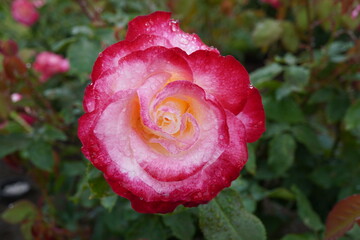 雨に濡れたダブルディライト