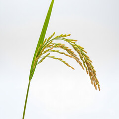 a fully ripened one rice plant isolated background