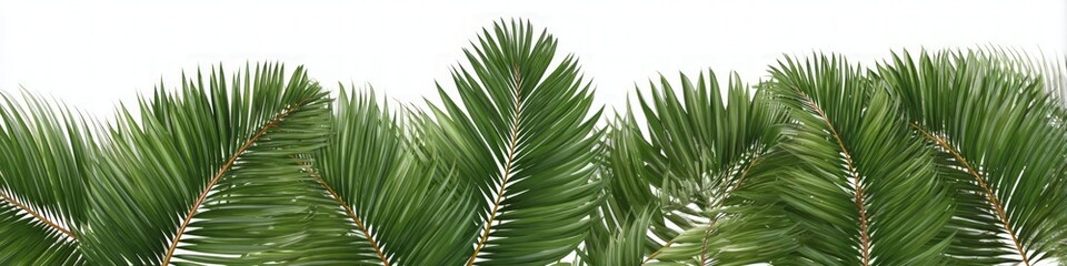 Obraz premium Lush Green Evergreen Branches on White Background