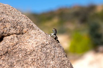 The Rock Agama lizard, a  common reptile in Saudi Arabia. 