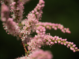 5月に咲いた繊細で美しいギョリュウ（御柳）の花